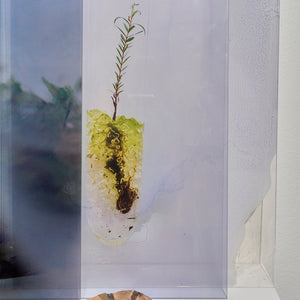 Janet Laurence, A Whole World (detail), 2024-25, Duraclear on shinkolite acrylic, oil pigment, glass vial, rock & plant material, 80 x 120 x 26 cm variable