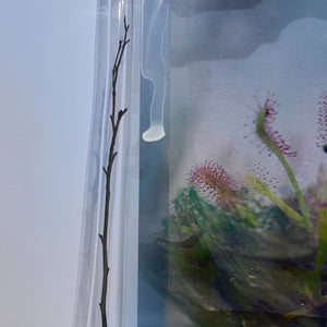 Janet Laurence, A Whole World (detail), 2024-25, Duraclear on shinkolite acrylic, oil pigment, glass vial, rock & plant material, 80 x 120 x 26 cm variable


