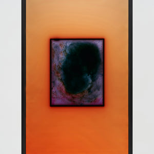 Justine Varga, Geranium, 2024 – 2025, chromogenic photograph, edition of 5 + 2AP, 132.5 x 84.5 cm