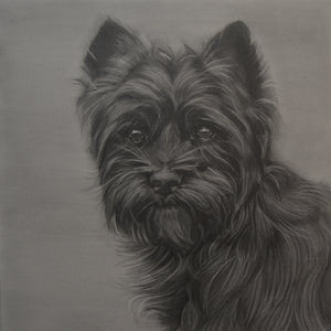 Jodie Di Natale, Toto, I've a feeling we’re not in Kansas anymore, 2023, graphite on paper, 70 x 70 cm