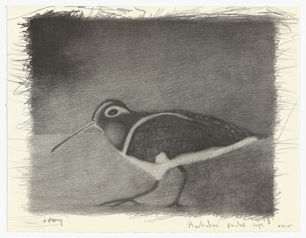 Richard Lewer 'Australian Painted Snipe' Lithograph Print