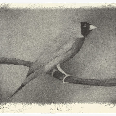 Richard Lewer 'Gouldian Finch' Lithograph Print