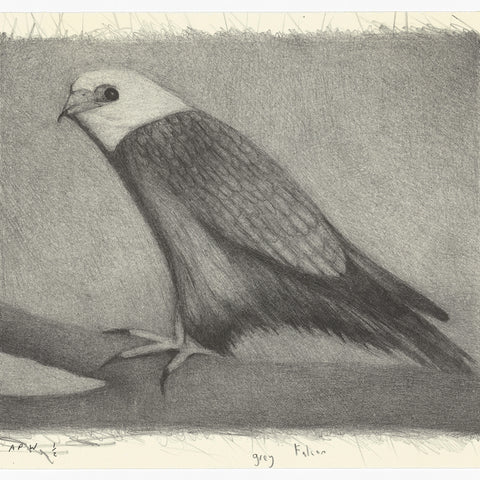 Richard Lewer 'Grey Falcon' Lithograph Print