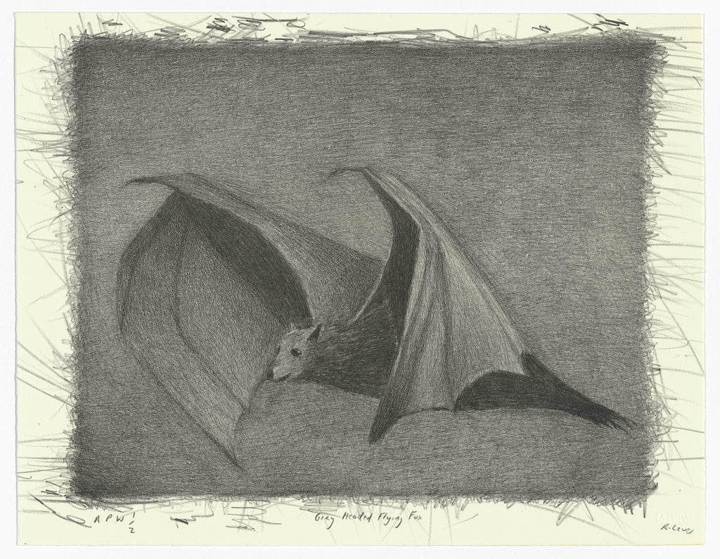 Richard Lewer, Grey Headed Flying Fox, 2024, lithograph