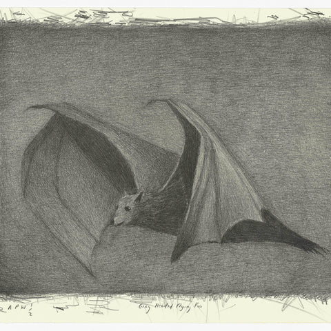 Richard Lewer 'Grey Headed Flying Fox' Lithograph Print