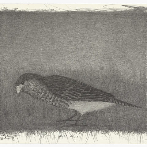 Richard Lewer 'Night Parrot' Lithograph Print
