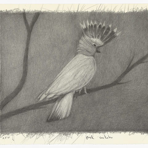 Richard Lewer 'Pink Cockatoo' Lithograph Print