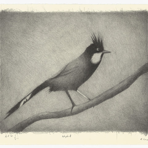 Richard Lewer 'Whipbird' Lithograph Print