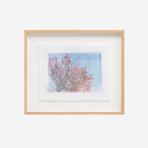 Cassie Thring, Sakura Sky, 2024, monotype print on Japanese cotton, 45 x 54 cm