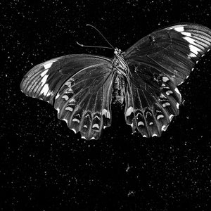 Trent Parke, Butterfly Springs, Savannah Way, Northern Territory, 2009, from The Black Rose, pigment print, 137.4 x 61.5 cm, ed. of 5