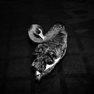 Trent Parke, Swan, Adelaide, 2007, from The Black Rose, silver gelatin print, 150.5 x 120 cm, ed. of 5