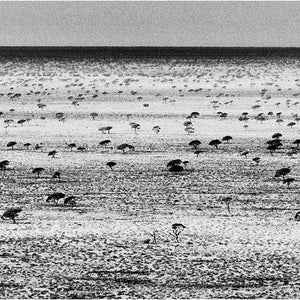 Trent Parke, The Nullabour, South Australia, 2011, from The Black Rose, pigment print, 252 x 140 cm, ed. of 7