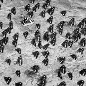 Trent Parke, Butterfly Springs, Savannah Way, Northern Territory, 2009, from The Black Rose, pigment print, 137.4 x 61.5 cm, ed. of 5