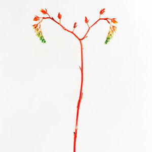 Trent Parke, Cactus flower, Adelaide, 2009, from The Black Rose, pigment print, 150 x 120 cm, ed. of 7