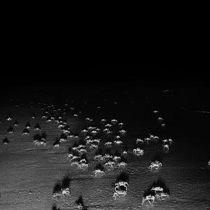 Trent Parke, Ghost crabs, Quobba Beach, Western Australia, 2011, from The Black Rose, pigment print, 150 x 120 cm, ed. of 5