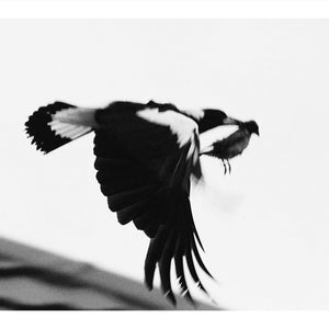 Trent Parke, Magpie and baby bird, Adelaide, 2013, from The Black Rose, pigment print, 89.5 x 125 cm, ed. of 5