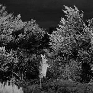 Trent Parke, Rabbit, Adelaide, 2010, from The Black Rose, pigment print, 175 x 120 cm, ed. of 7