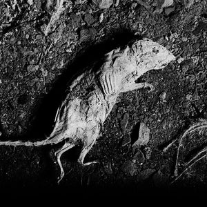 Trent Parke, Rat, Port Adelaide, 2014, from The Black Rose, pigment print, 174.5 x 120 cm, ed. of 7