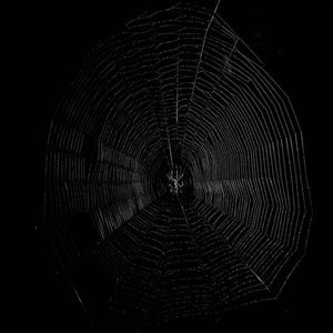 Trent Parke, Spiderweb, Newcastle, New South Wales, 2010, from The Black Rose, pigment print, 160 x 120 cm, ed. of 5