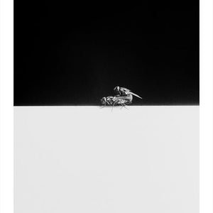Trent Parke, Two Flies, Adelaide, 2010, from The Black Rose, pigment print, 110 x 78.6 cm, ed. of 7