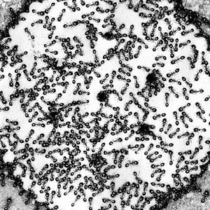 Trent Parke, Ants on Jatz cracker biscuit, Dampier, Western Australia, 2011, from The Black Rose, pigment print, 137.4 x 98 cm, ed. of 7