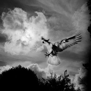 Trent Parke, Cockatoo, Backyard, New South Wales, 2011, from The Black Rose, silver gelatin print, 120 x 150 cm, ed. of 7