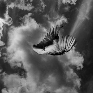 Trent Parke, Cockatoo #2, Newcastle, New South Wales, 2011, from The Black Rose, silver gelatin print, 120 x 150 cm, ed. of 7