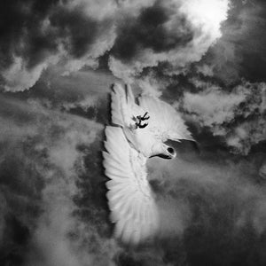 Trent Parke, Cockatoo #1, Newcastle, New South Wales, 2011, from The Black Rose, pigment print, 120 x 152 cm, ed. of 7