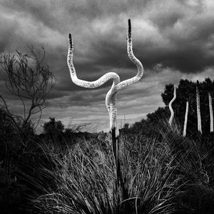 Trent Parke, Limestone Coast, South Australia, 2007, from The Black Rose, pigment print, 120 x 150 cm, ed. of 5