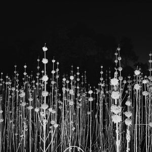 Trent Parke, Adele Grove, Outback Queensland, 2011,  from The Black Rose, silver gelatin print, 120 x 150 cm, ed. of 7