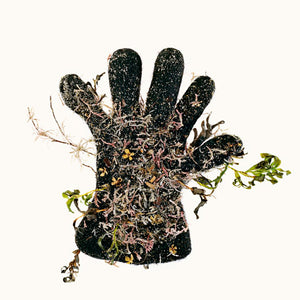 Narelle Autio, Small Black Glove, 2009, from The Summer of Us, pigment print, 40 x 50 cm, ed. of 8