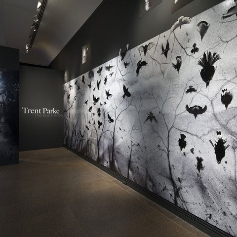 Trent Parke’s ‘The Black Rose’ at the Art Gallery of South Australia, 2015