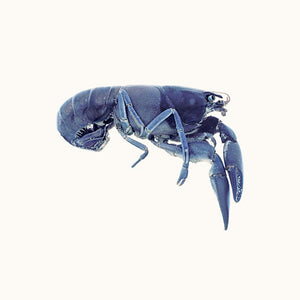 Narelle Autio, Crayfish, 2009, from The Summer of Us, pigment print, 20 x 25 cm, ed. of 8