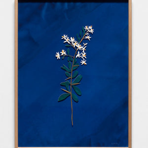 David Booth [Ghostpatrol], Bursaria Spinosa, 2019, gouache and pencil paper cut, 75 x 100 cm