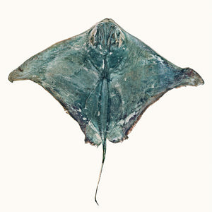 Narelle Autio, Eagle Ray, 2009, from The Summer of Us, pigment print, 65 x 88 cm, ed. of 8