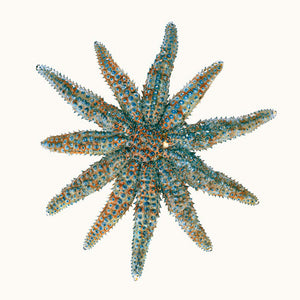 Narelle Autio, Eleven-Armed Sea Star, 2009, from The Summer of Us, pigment print, 40 x 50 cm, ed. of 8
