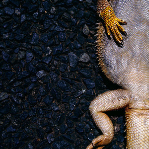 Narelle Autio, Bearded Dragon #1, 2002-15, from Indifference, pigment print, 80 x 56 cm, ed. of 6