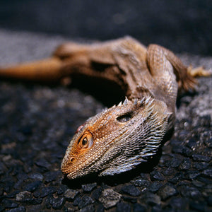 Narelle Autio, Bearded Dragon #2, 2002-15, from Indifference, pigment print, 41.5 x 61.5 cm, ed. of 6