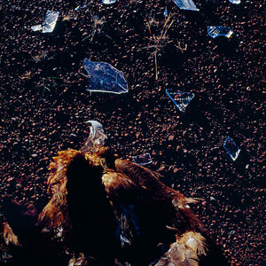 Narelle Autio, Eagle with glass, 2002-15, from Indifference, pigment print, 61 x 44 cm, ed. of 6