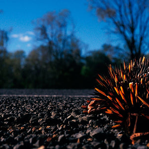 Narelle Autio, Echidna, 2002-15, from Indifference, pigment print, 45 x 30 cm, ed. of 6