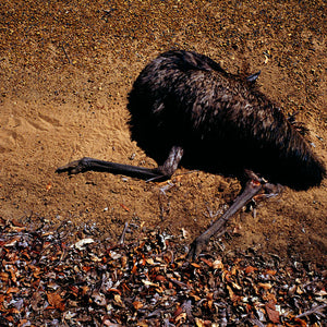 Narelle Autio, Emu #1, 2002-15, from Indifference, pigment print, 64 x 90 cm, ed. of 6