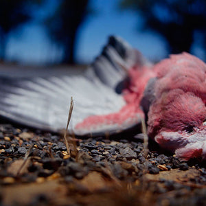 Narelle Autio, Galah, 2002-15, from Indifference, pigment print, 43.5 x 65 cm, ed. of 6