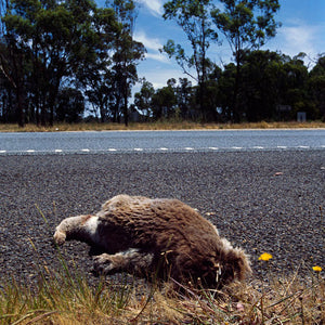 Narelle Autio, Koala #2, 2002-15, from Indifference, pigment print, 50 x 35 cm, ed. of 6