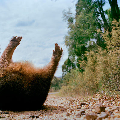 Narelle Autio, Wombat #2, 2002-15, from Indifference, pigment print, 34 x 50 cm, ed. of 6