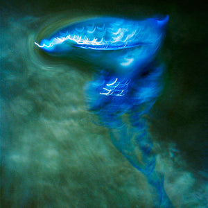 Narelle Autio, Bluebottle, 2013, pigment print, 39 x 27 cm, ed. of 6
