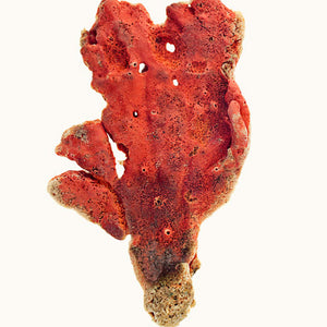 Narelle Autio, Red Sponge, 2009, from The Summer of Us, pigment print, 20 x 25 cm, ed. of 8