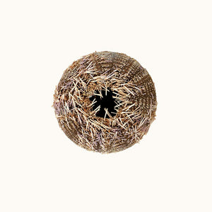 Narelle Autio, Sea Urchin, 2009, from The Summer of Us, pigment print, 20 x 25cm, ed. of 8
