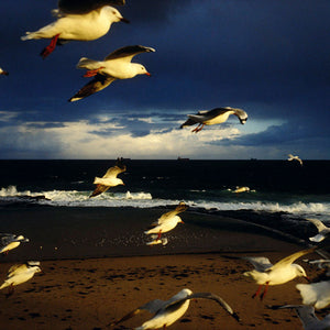 Narelle Autio, Seagulls, 2004, from Watercolours, type C print, 40 x 58 cm, ed. of 10; type C print, 80 x 120 cm, ed. of 15