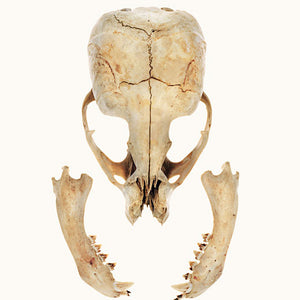 Narelle Autio, Seal Skull, 2009, from The Summer of Us, pigment print, 40 x 50 cm, ed. of 8