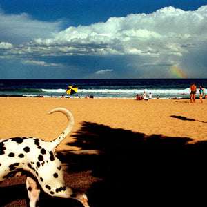 Narelle Autio, Spotty Dog, 2004, from Watercolours, type C print, 40 x 58 cm, ed. of 10; type C print, 80 x 120 cm, ed. of 15